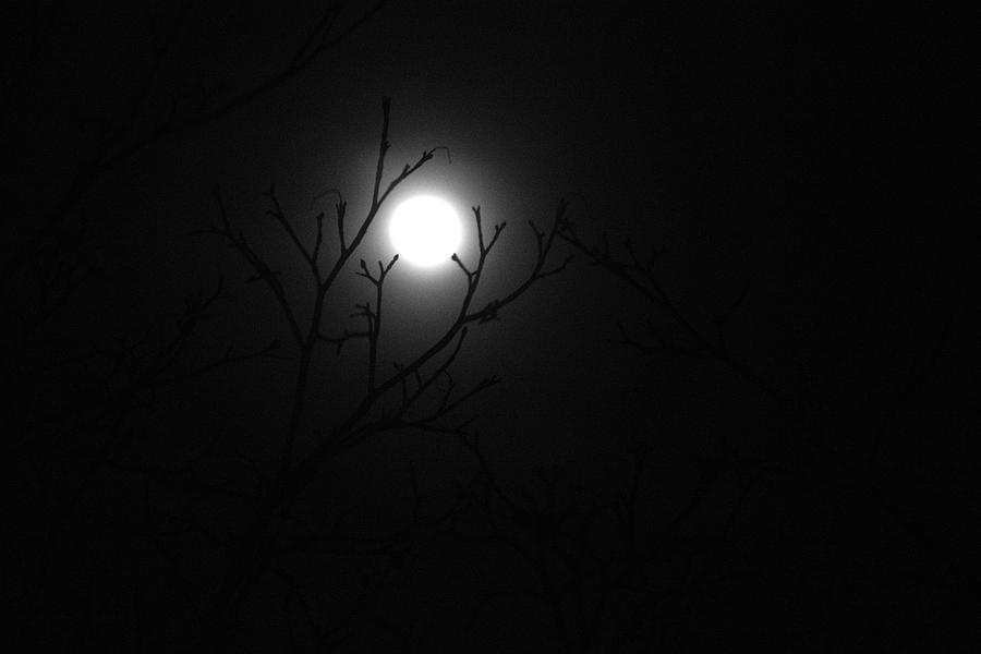 Tree Photograph - Super Blue Blood Moon Eclipse by Steven Dunn