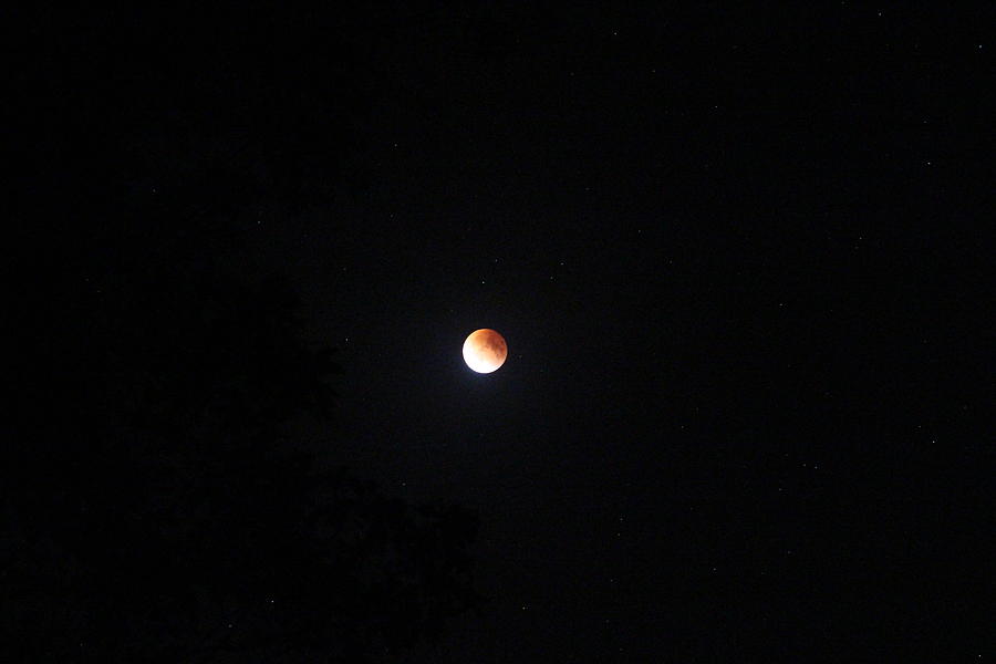 Moon Photograph - Super Blood Moon Rising by Liz Allyn
