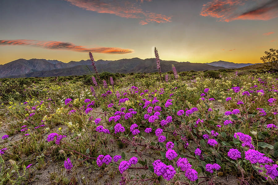 Super Bloom Sunset Photograph by Peter Tellone