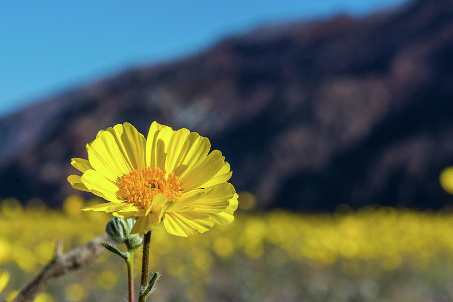 Death Valley National Park Photograph - Super Bloom Up close by Paul Freidlund