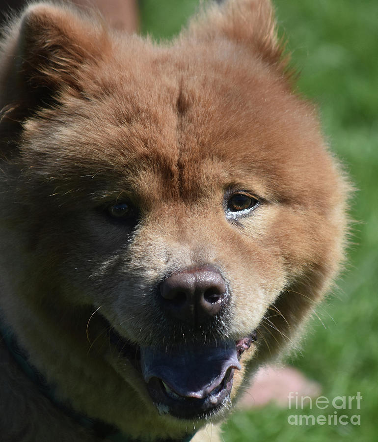 Super Cute Chow Puppy Panting from the Sun Photograph by DejaVu Designs