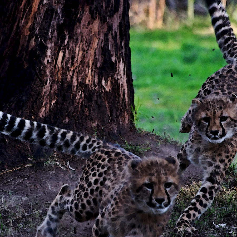 Super Fast Cheetah Cubs Photograph by Miroslava Jurcik
