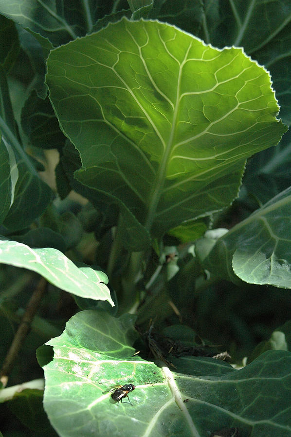 Super-fly Cabbage Photograph