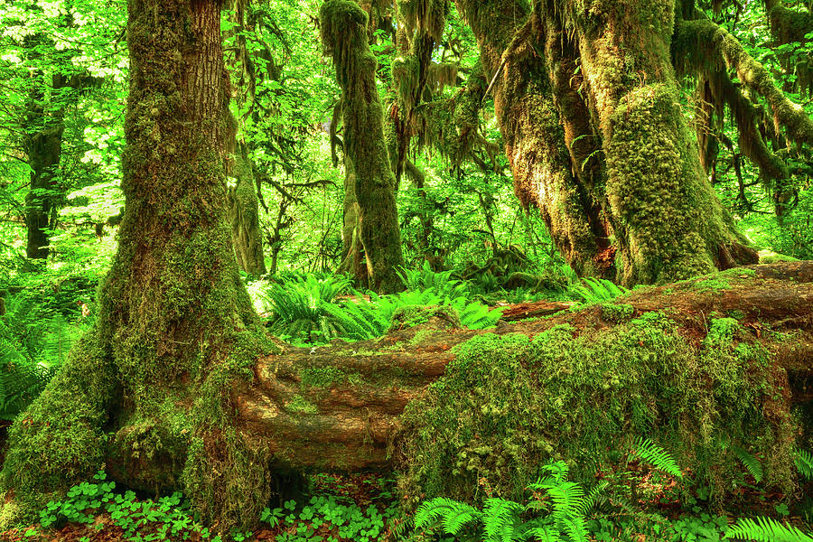 Super Green Rainforest Photograph by Spencer McDonald