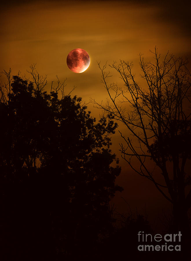 Super Harvest Blood Moon Over Warren Dunes Photograph by Brett Maniscalco