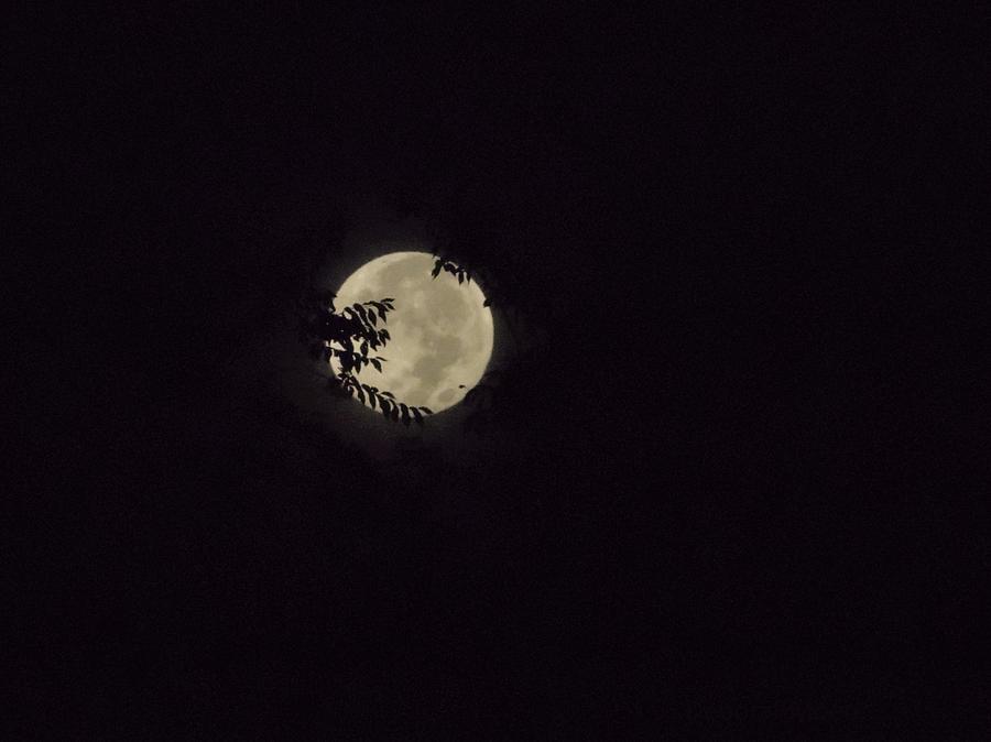 Tree Photograph - Super Moon At Dawn by Deborah Moen