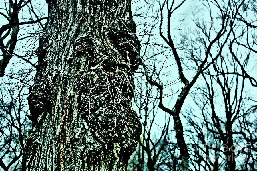 Super Tree Photograph by Sandy Moulder