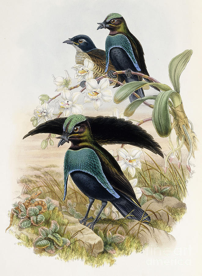 Superb Bird of Paradise  Painting by John Gould