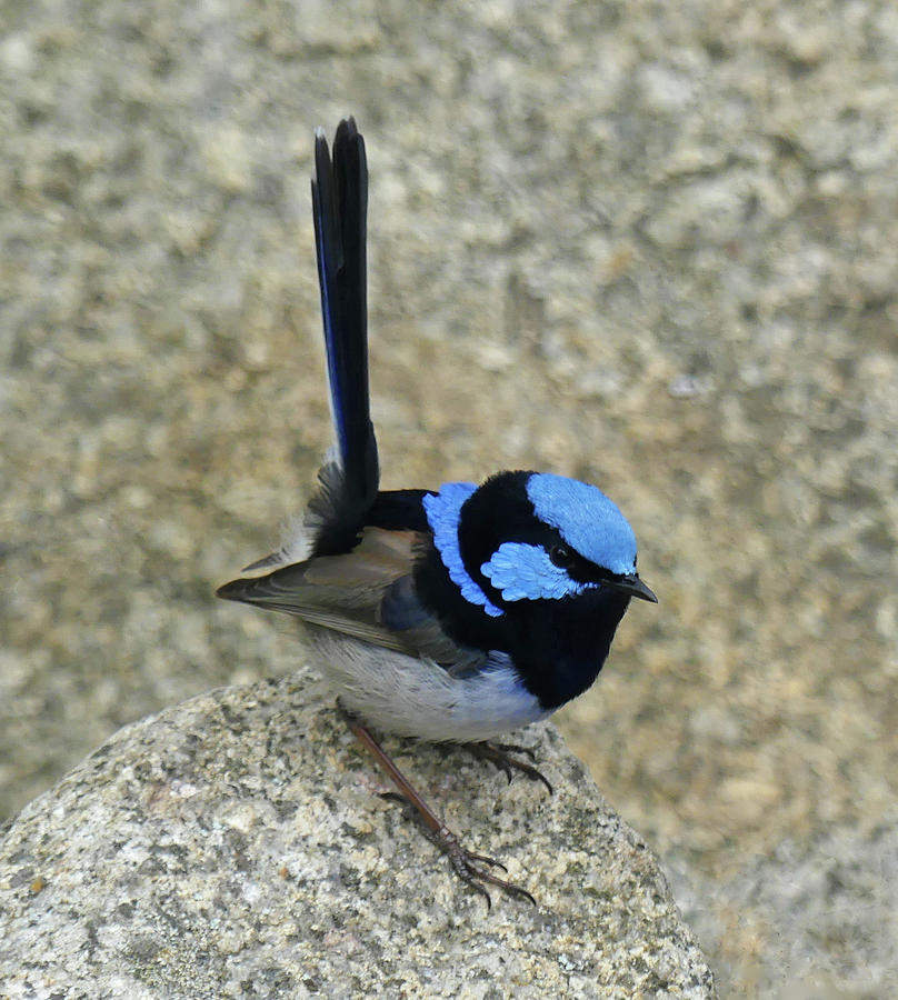 Feather Photograph - Superb Fairy-wren by Margaret Saheed