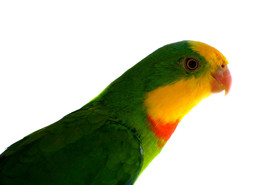  Superb Parrot Polytelis swainsonii Photograph by Nathan Abbott