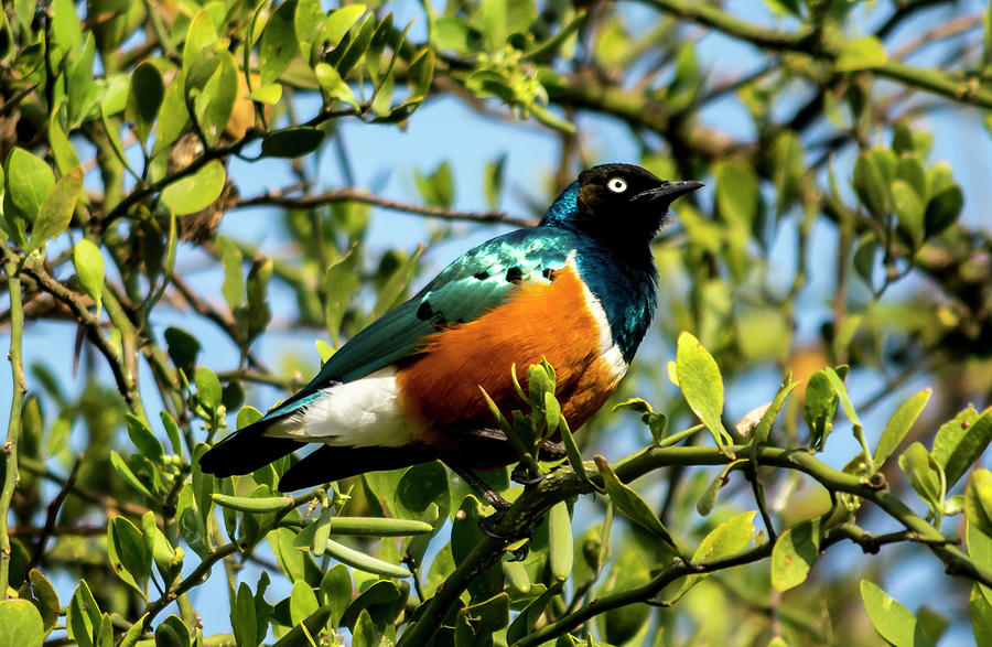 Superb Starling Photograph by David Morefield