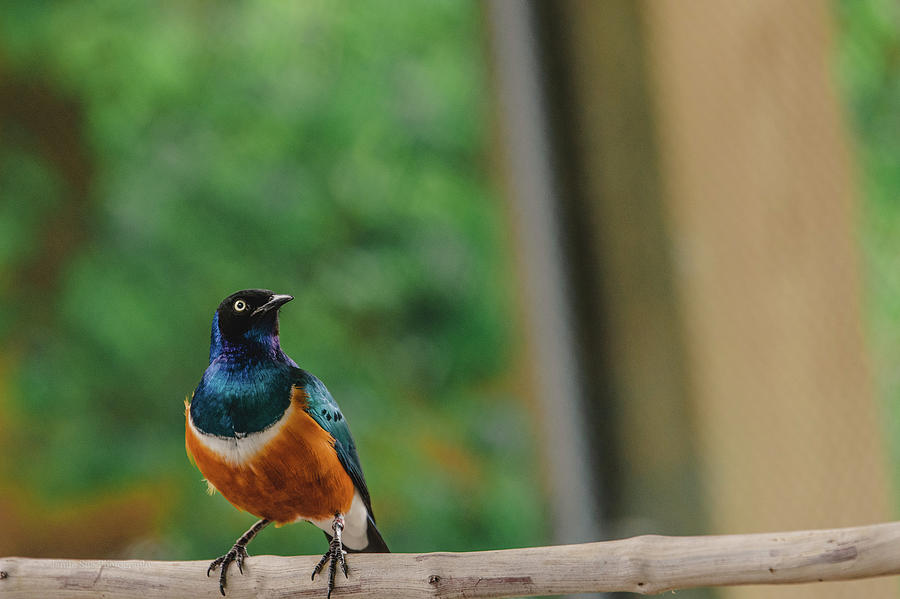 Bird Photograph - Superb Starling by Jamie Cook