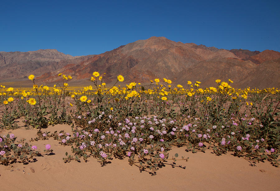 Superbloom At Death Valley Photograph by Susan Rovira