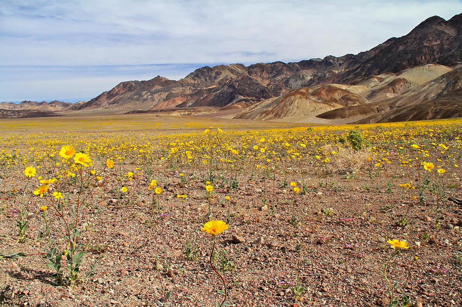 Superbloom Death Valley Photograph by Ed Riche
