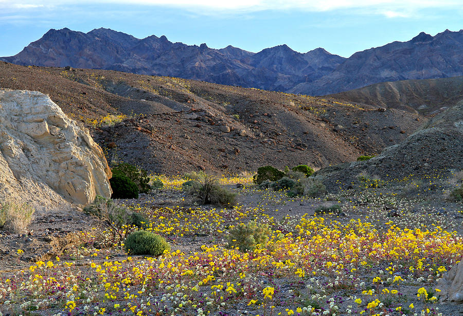 Superbloom Funeral Mountains  Photograph by Ed Riche