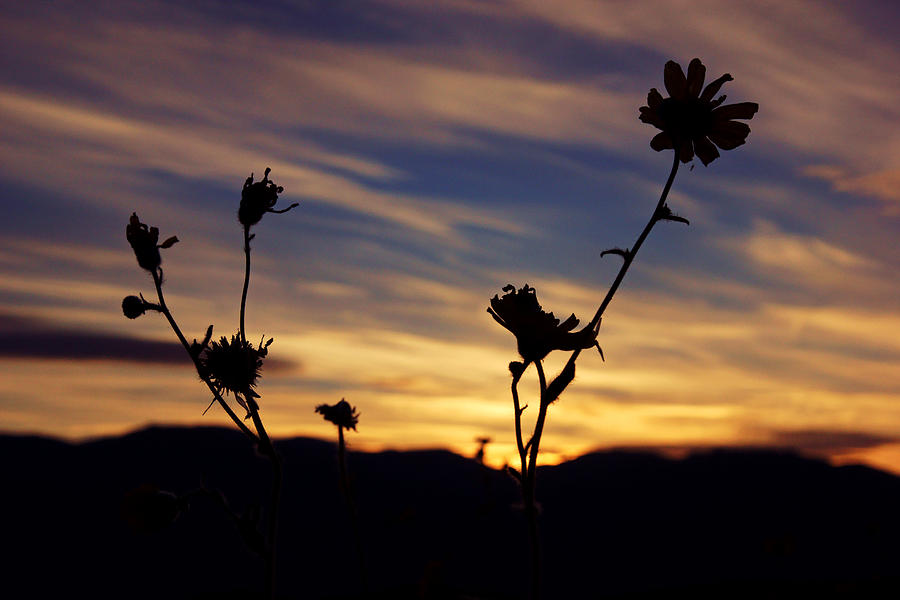 Superbloom Sunset in Death Valley 100 Photograph by Daniel Woodrum