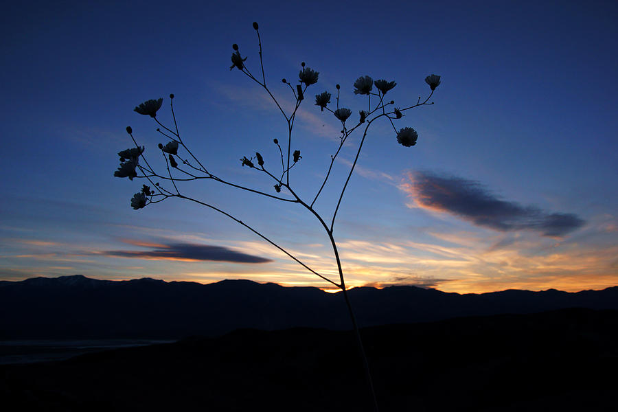 Superbloom Sunset in Death Valley 101 Photograph by Daniel Woodrum