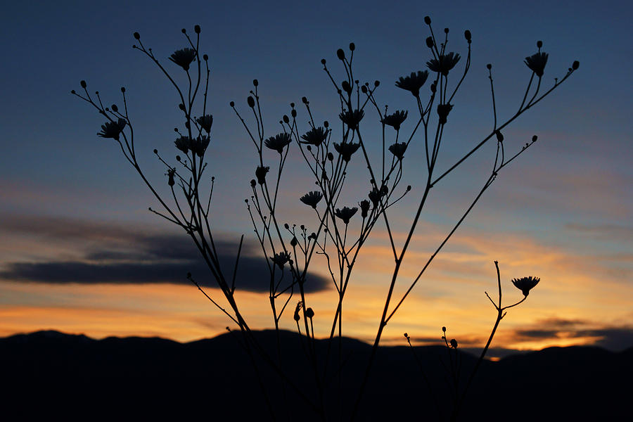 Superbloom Sunset in Death Valley 103 Photograph by Daniel Woodrum
