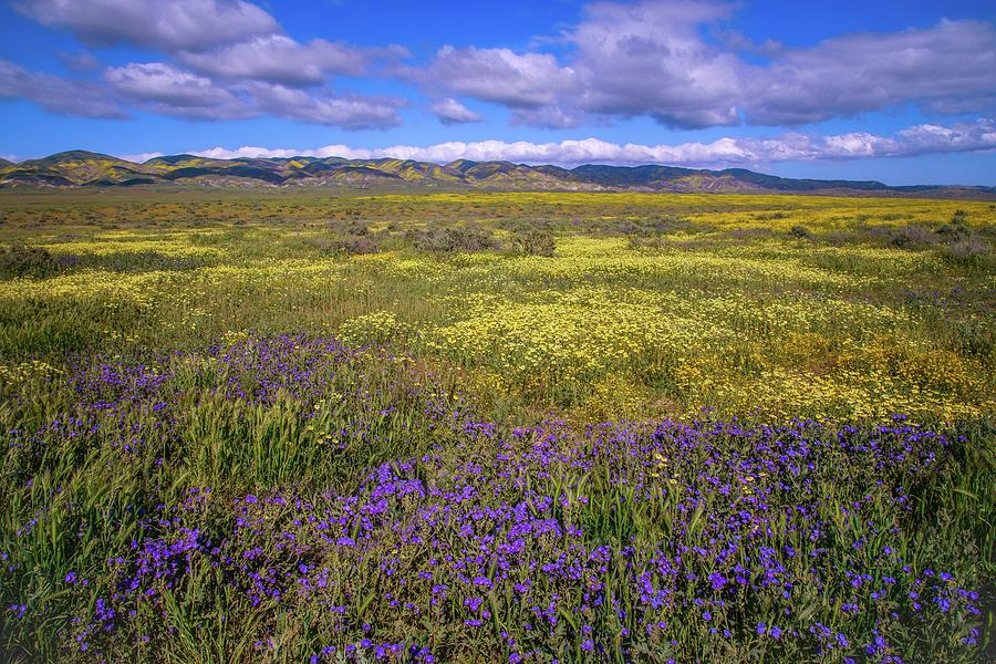 Superbloom Wildflowers of the Carrizo Plain Photograph by Lynn Bauer