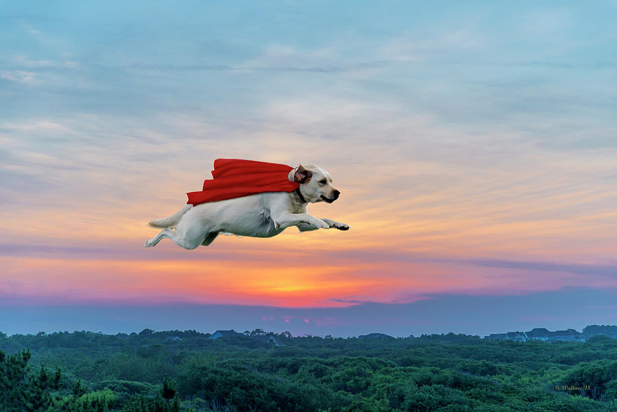 Superdog Photograph by Brian Wallace