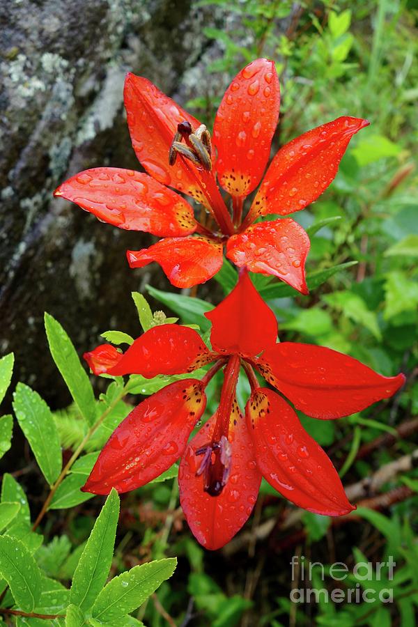 Flower Photograph - Superior Wood Lilies by Sandra Updyke