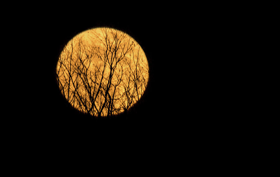 Supermoon Behind The Trees Photograph