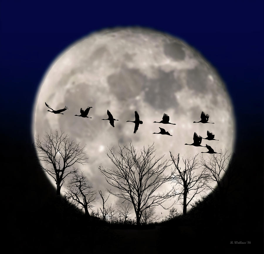 Supermoon Geese Silhouette Photograph by Brian Wallace