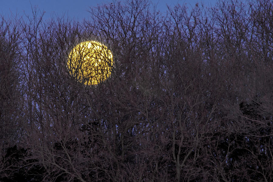 Supermoon Rising Photograph by Ira Marcus