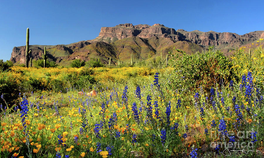 Superstition Mountains with Lupine and Poppies Photograph by Joanne West