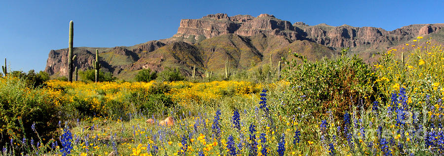 Superstition Mtns Lupine and Poppies Photograph by Joanne West