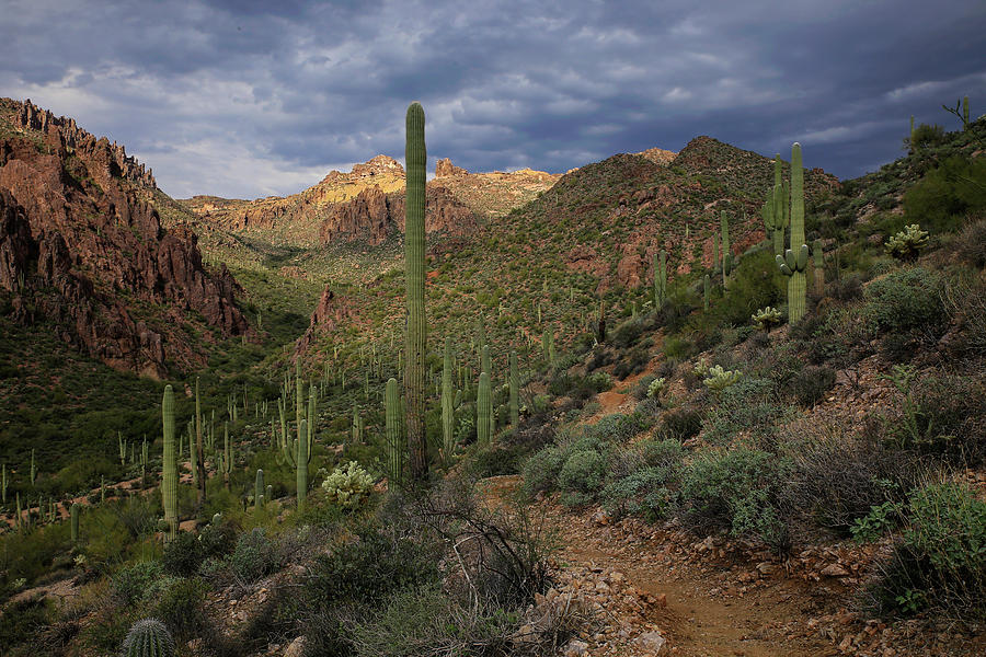 Superstition Wilderness Photograph by Sue Cullumber
