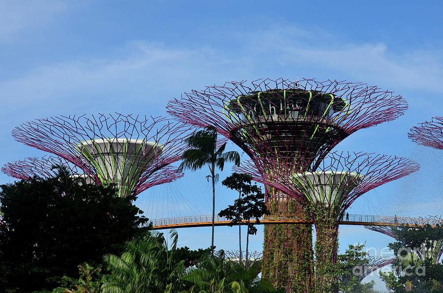 Supertrees and OCBC Skyway at Gardens by the Bay Singapore Photograph by Imran Ahmed