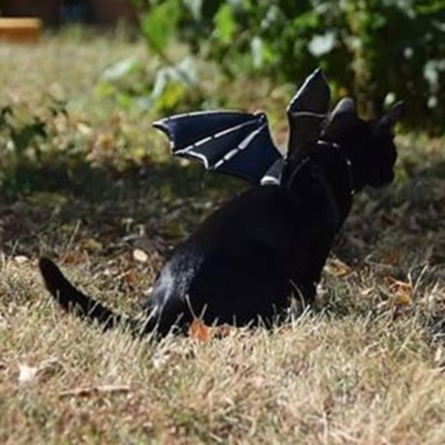 Batman Movie Photograph - Supposedly The #jerseydevil Was Spotted by Sirius Black Adventure Cat
