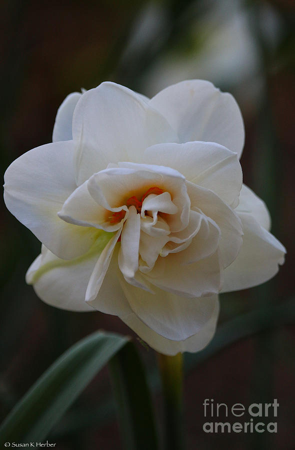 Supreme Daffodil Photograph by Susan Herber