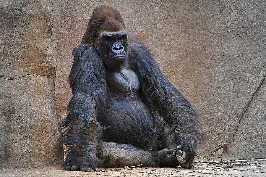 Gorilla Photograph - Supreme Dominance  by Matt Helm