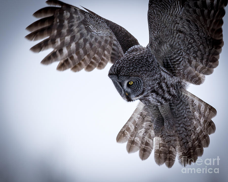 Supreme hunter, Great Grey Owl Photograph by Rudy Viereckl