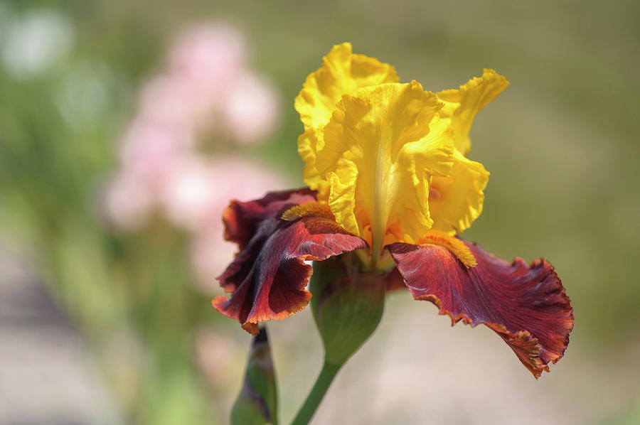 Supreme Sultan CloseUp. The Beauty of Irises.  Photograph by Jenny Rainbow