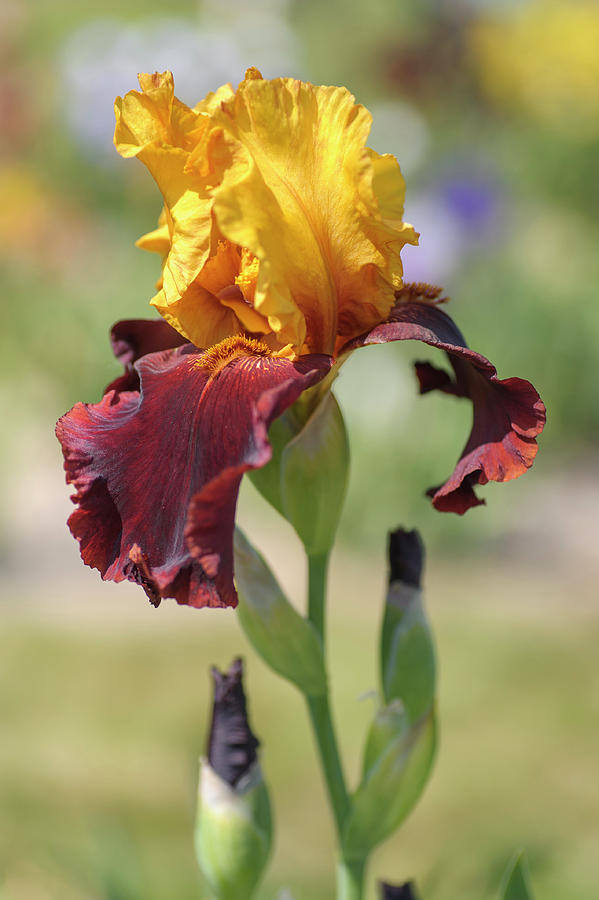 Supreme Sultan. The Beauty of Irises Photograph by Jenny Rainbow