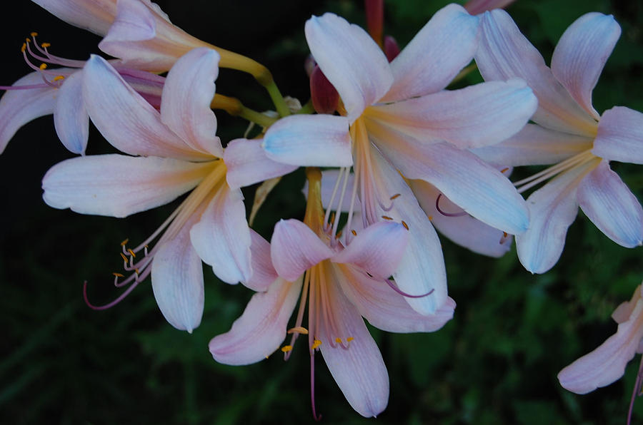 Flower Photograph - Suprise Lilies by Heather Chaput