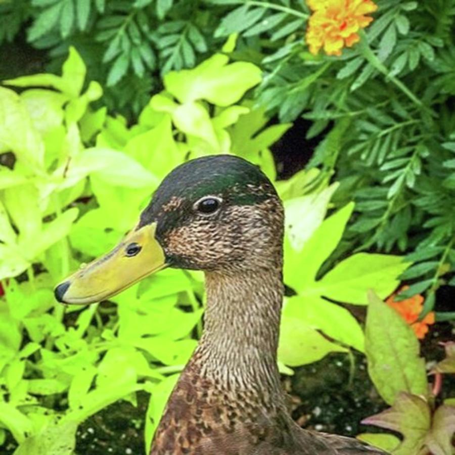 sure-glad-i-am-not-a-turkey-quack-photograph-by-pamela-williams