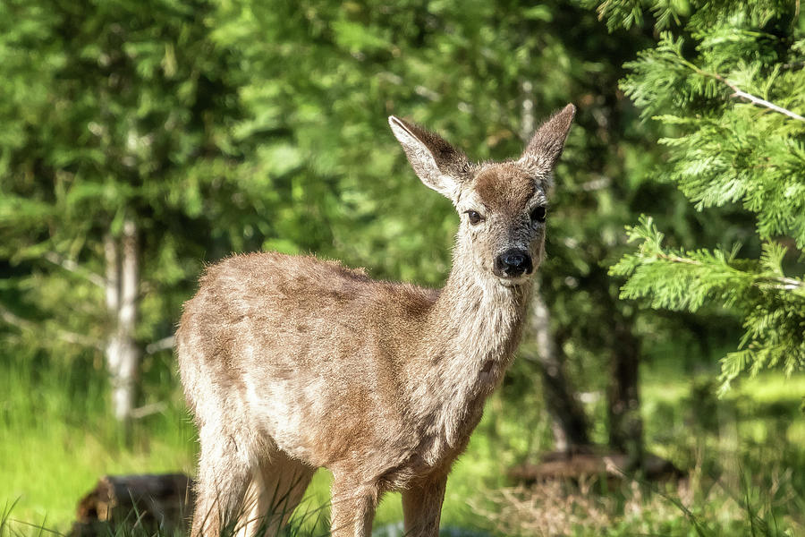 Surely One of the Sweetest Things Photograph by Belinda Greb