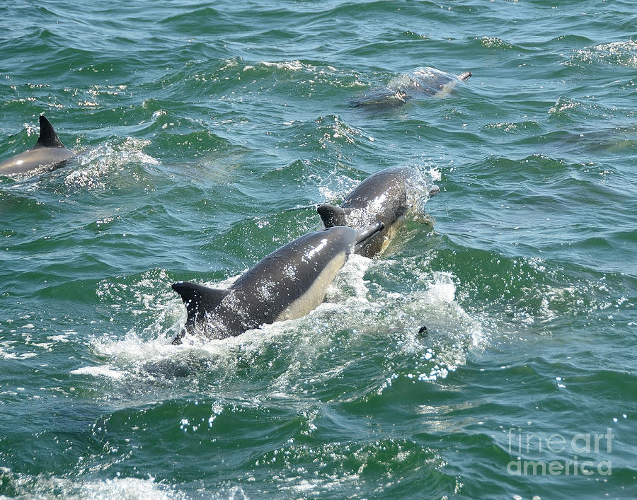 Surf and Common Dolphin Photograph by Timothy OLeary