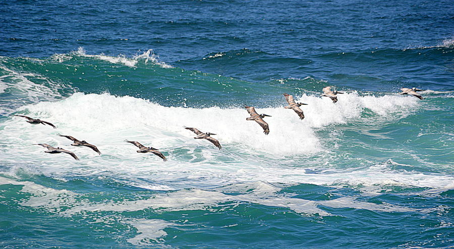 Surf and Pelicans Photograph by AJ Schibig
