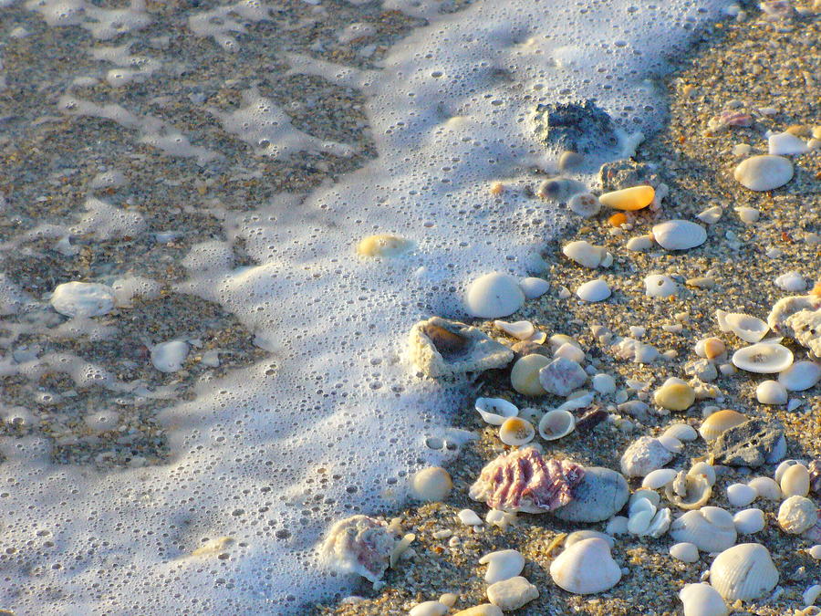 Surf and Shells Photograph by Peggy King