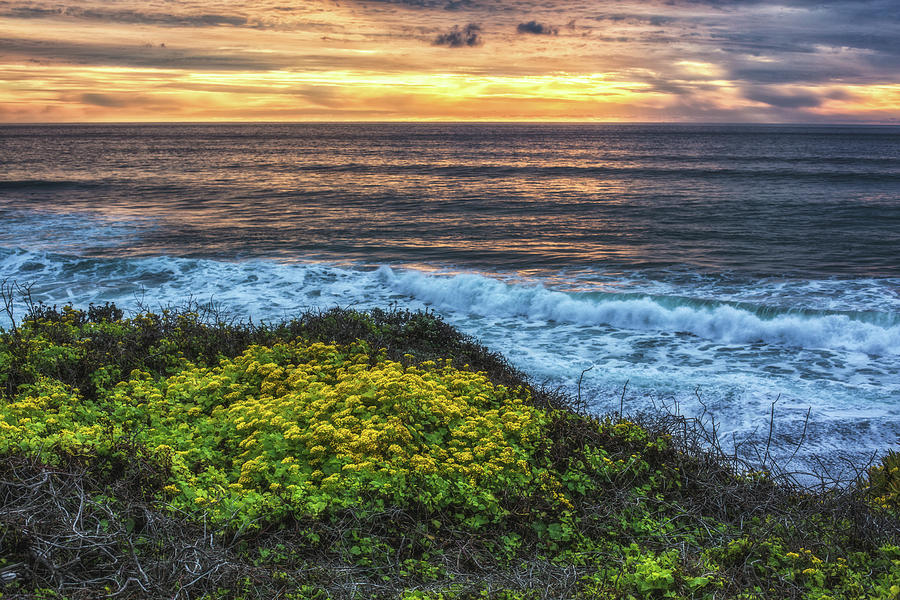 Flower Photograph - Surf and Turf by Jason Roberts