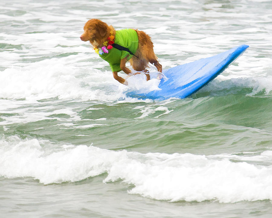 Surf Dog - Outta Here Digital Art by Waterdancer