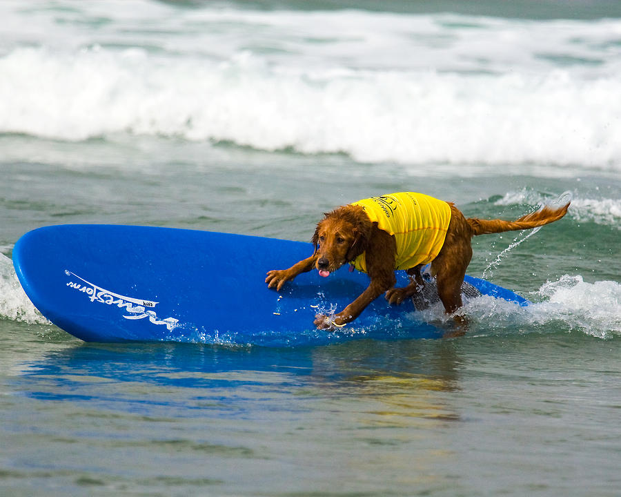 Surf Dog - Riding the Rail Photograph by Waterdancer 