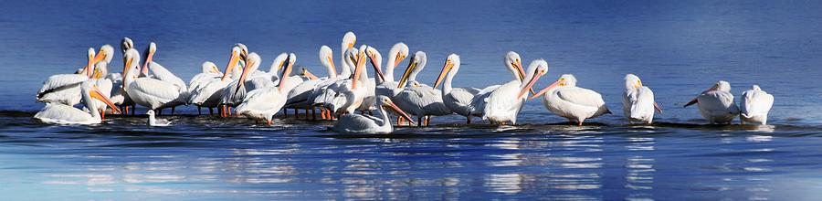Surf Play White Pelicans Photograph by Sheri McLeroy