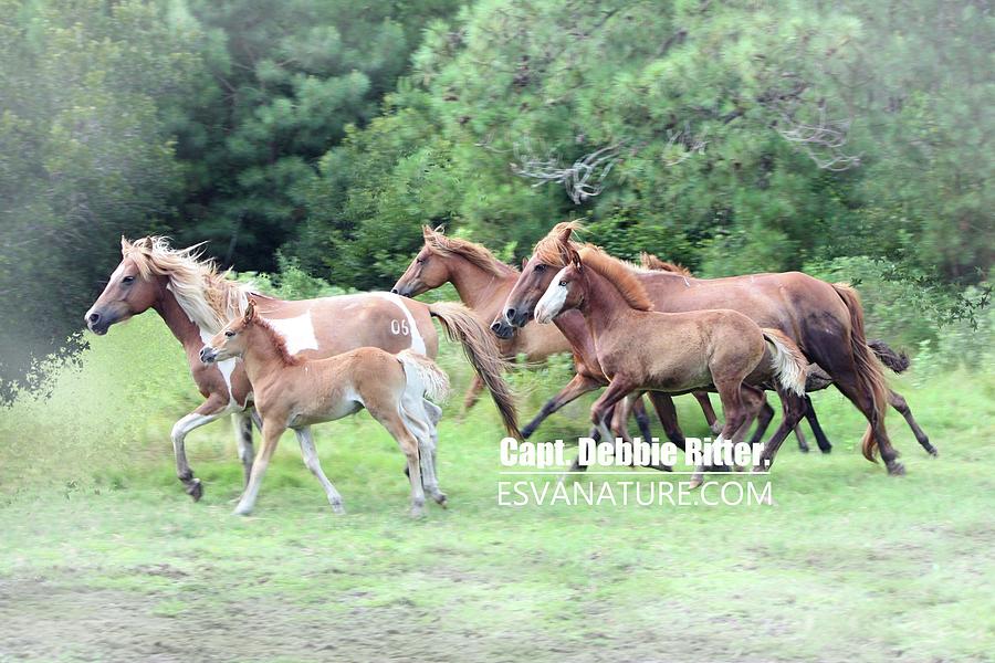 Wild Horses Photograph - Surf Queen And Soul Surfer by Captain Debbie Ritter Wild Horses Photograph - Surf Queen And Soul Surfer by Captain Debbie Ritter