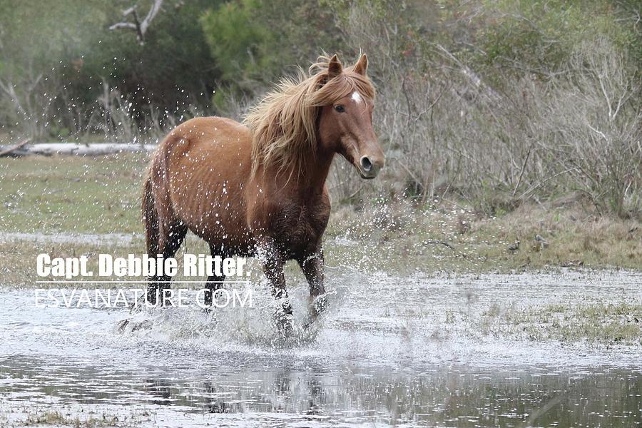 Wild Horse Photograph - Surf Queen Water by Captain Debbie Ritter Wild Horse Photograph - Surf Queen Water by Captain Debbie Ritter